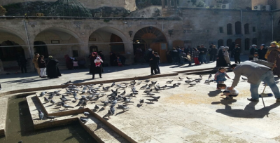 Her Gün  Vatandaşların Getirdikleri Yemlerle Besleniyor