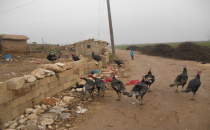 Hindiler ilgi görmüyor