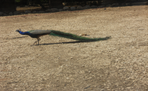 Hindistan'dan Harran'a Tavus Kuşu Getirildi‏