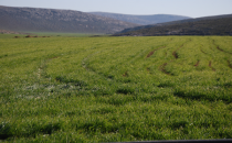 Hububat üreticisi rahat nefes aldı