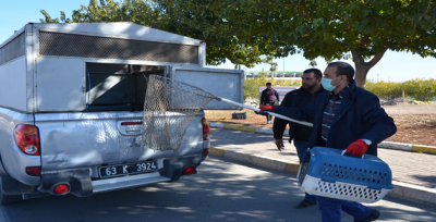 İki Gözünün Kaybetmiş Kediye Sahip Çıkıldı