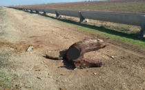 İlaç fazla atılınca hayvanlar ölüyor