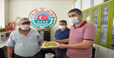 İlk Boz Fıstığına Cumhuriyet Altını