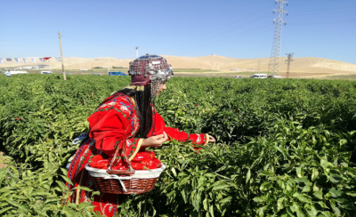 İsot Festivali Tarlada Hasat İle Başladı