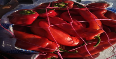 İsot fiyatları düştü