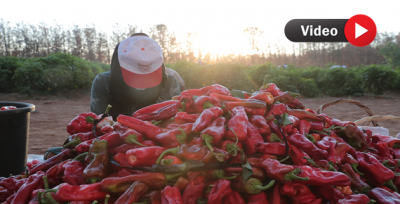 İsot Hasadı Başladı  