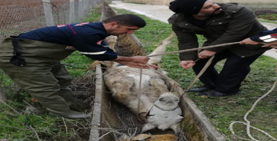 İtfaiye Ekiplerinden At Kurtarma Operasyonu