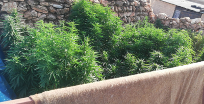 Jandarmadan Esrar Operasyonu