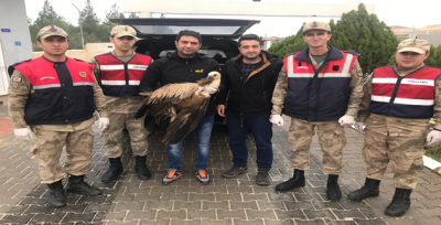 Jandarmanın Yaralı Halde Bulduğu Kızıl Akbaba, Koruma Altına Aldı