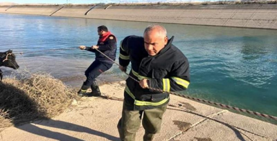 Kanala düşen ineği itfaiye kurtardı
