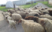 Kar Besicileri Sevindirdi