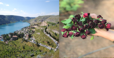 Karagül Sadece Halfeti'de Yetişiyor