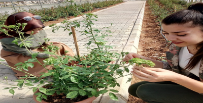 Karagül'e Rakip Çıktı Yeşil Gül  