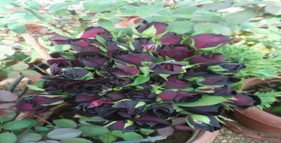 Karagüller  Açmaya Başladı