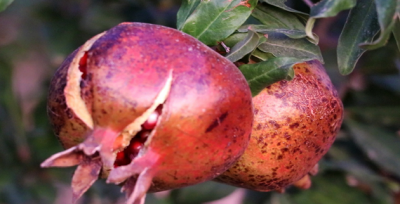 Karaköprü Narı Tescillendi