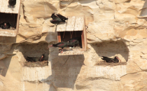 Kelaynak Kuşları Doğa Koruma  Tarafından Gözlemleniyor