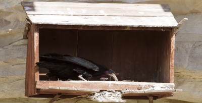 Kelaynaklar, 14 Şubatta Tabiata Bırakılacak