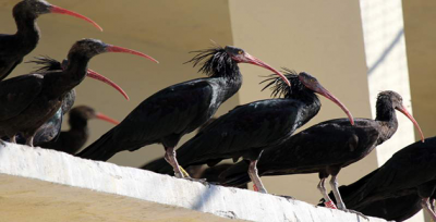 Kelaynaklar Dicle Elektrik İle Hayata Tutundu
