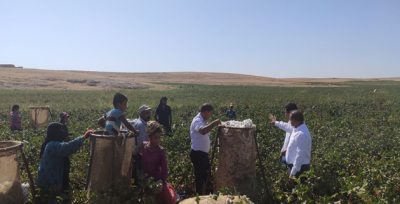 Kirli Toplanan Pamuğun Yüzde 15'i Ziyan Oluyor