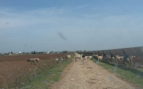 Kırsalda köpekler tehlike saçıyor