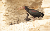 Kışın doğaya bırakılıyor yazın yuvaya alınıyor