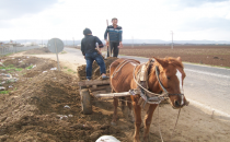 Kışın tezek, ilkbaharda gübre olarak kullanılıyor