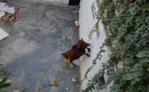 Kızgın boğa çocukları rehin aldı