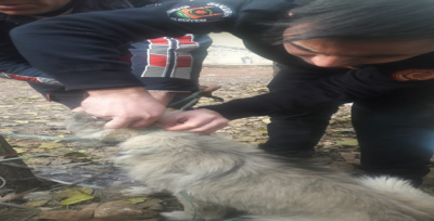 Köpeğin İmdadına İtfaiye Ekipleri Yetişti