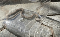 Köyde yakalanan yılan doğaya bırakıldı