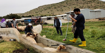 Koyunlar Banyo Yapıyor