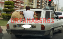 Koyunların vip seyahati