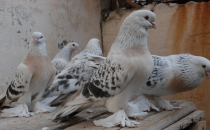 Kümeslere 400 kuş besleniyor