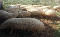 Kurban satışları başladı