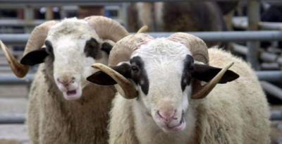 Kurbanlık fiyatları belli oldu