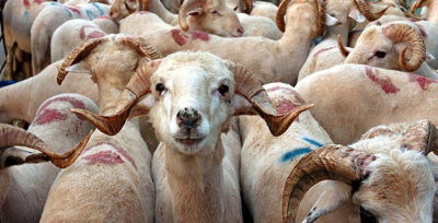 Kurbanlık Fiyatları Belli Oldu