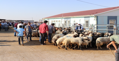 Kurbanlık Satışları Başladı