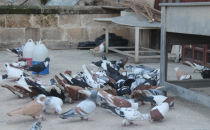 Kuş sevgisi bir başka olur