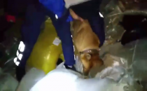 Kuş yemlerindeki uyuşturucuyu dedektör köpek buldu