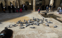 Kuşların yemlerini vatandaşlar karşılıyor