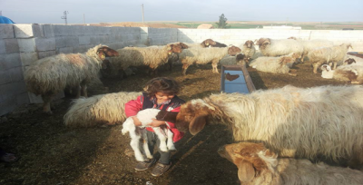 Kuzu İle Koyunların Buluşması