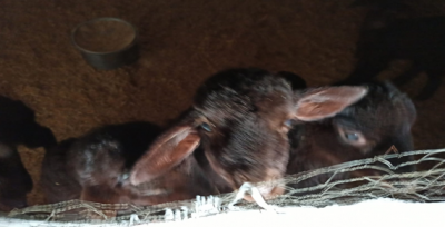 Kuzu sesleri tatlı bir melodiye dönüşüyor