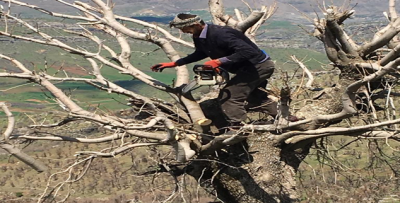 Menengiçler  aşılanarak  ekonomiye  kazandırılıyor