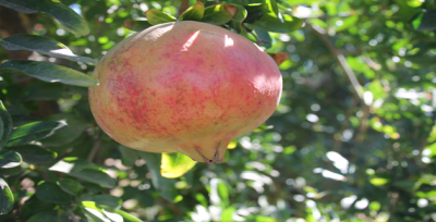 Meşhur Suruç Nar'ı Çıktı