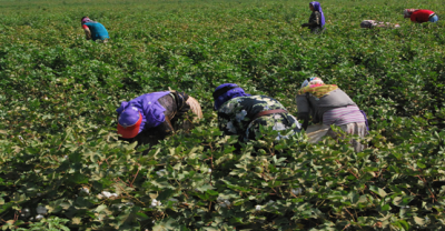 Mevsimlik İşçiler Tarlaya Girdi