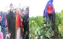 Mevsimlik işçilerinin düğünlerinin bile bir zamanı var!