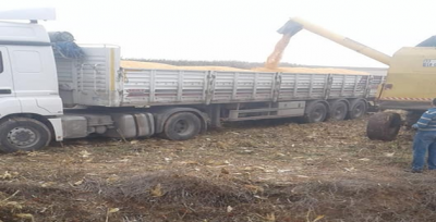 Mısır Hasadı Başladı