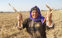 Mısır üreticileri saplarını da değerlendiriyor