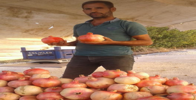 Nar tezgahlardaki yerini aldı