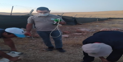 Nesli tükenme tehdidi altındaki ceylanlar, kayıt alınıyor 