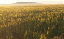 Nisan yağmuru çiftçileri sevindirdi